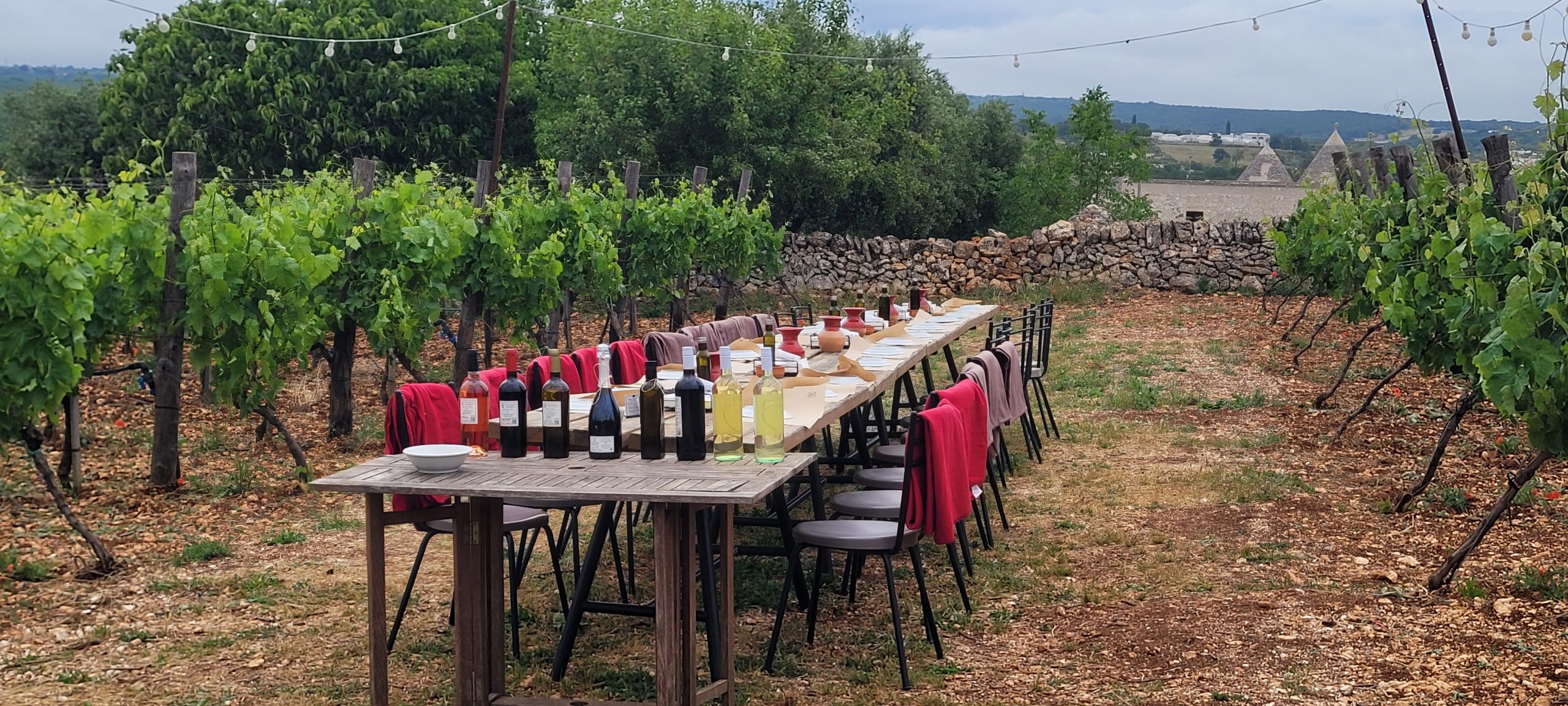 wine table set in vineyard