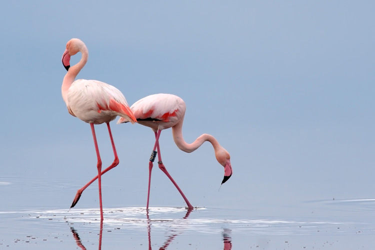 Flamingos