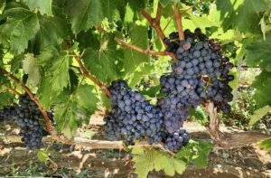 Grape vines