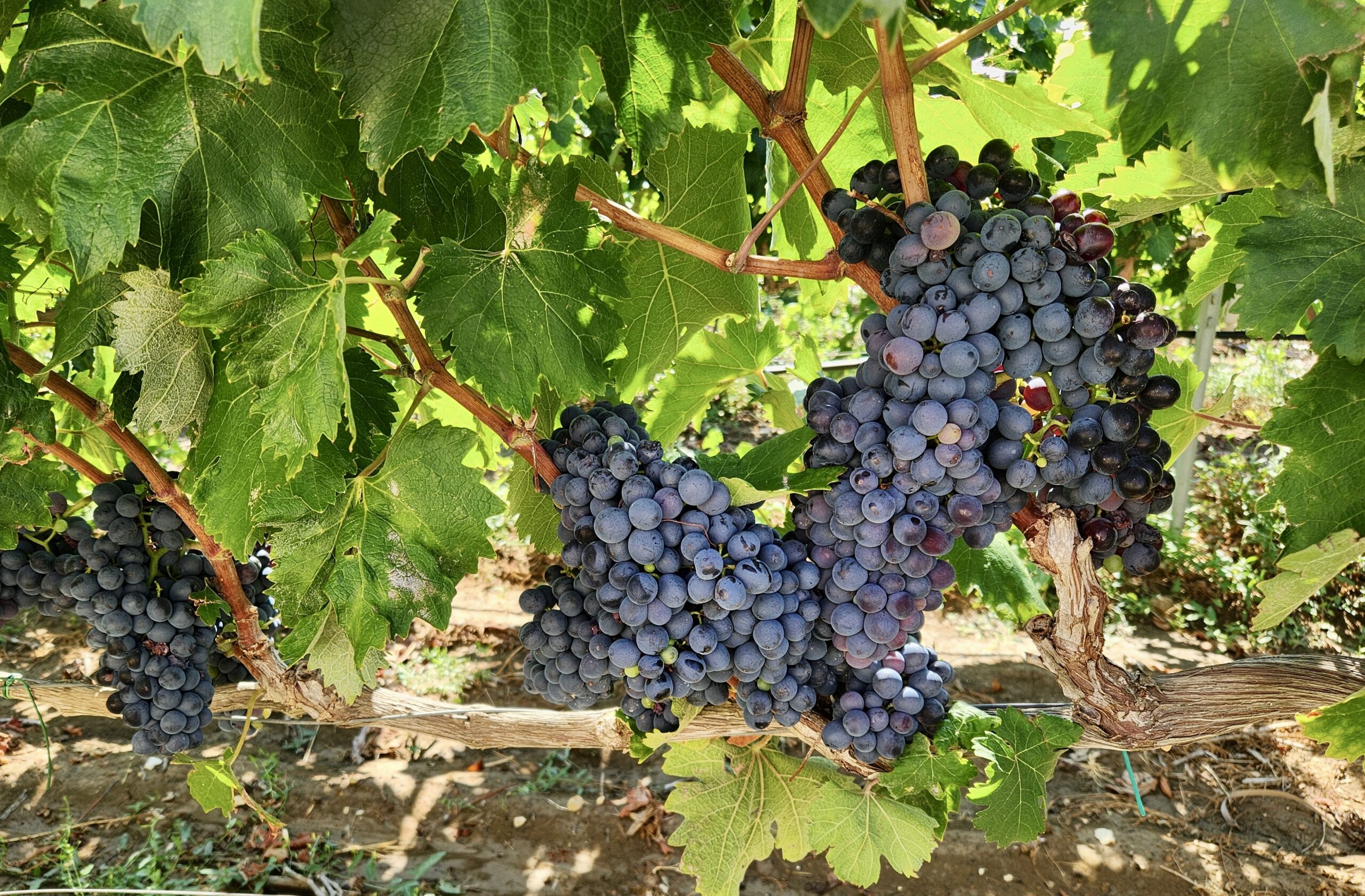 Grape vines