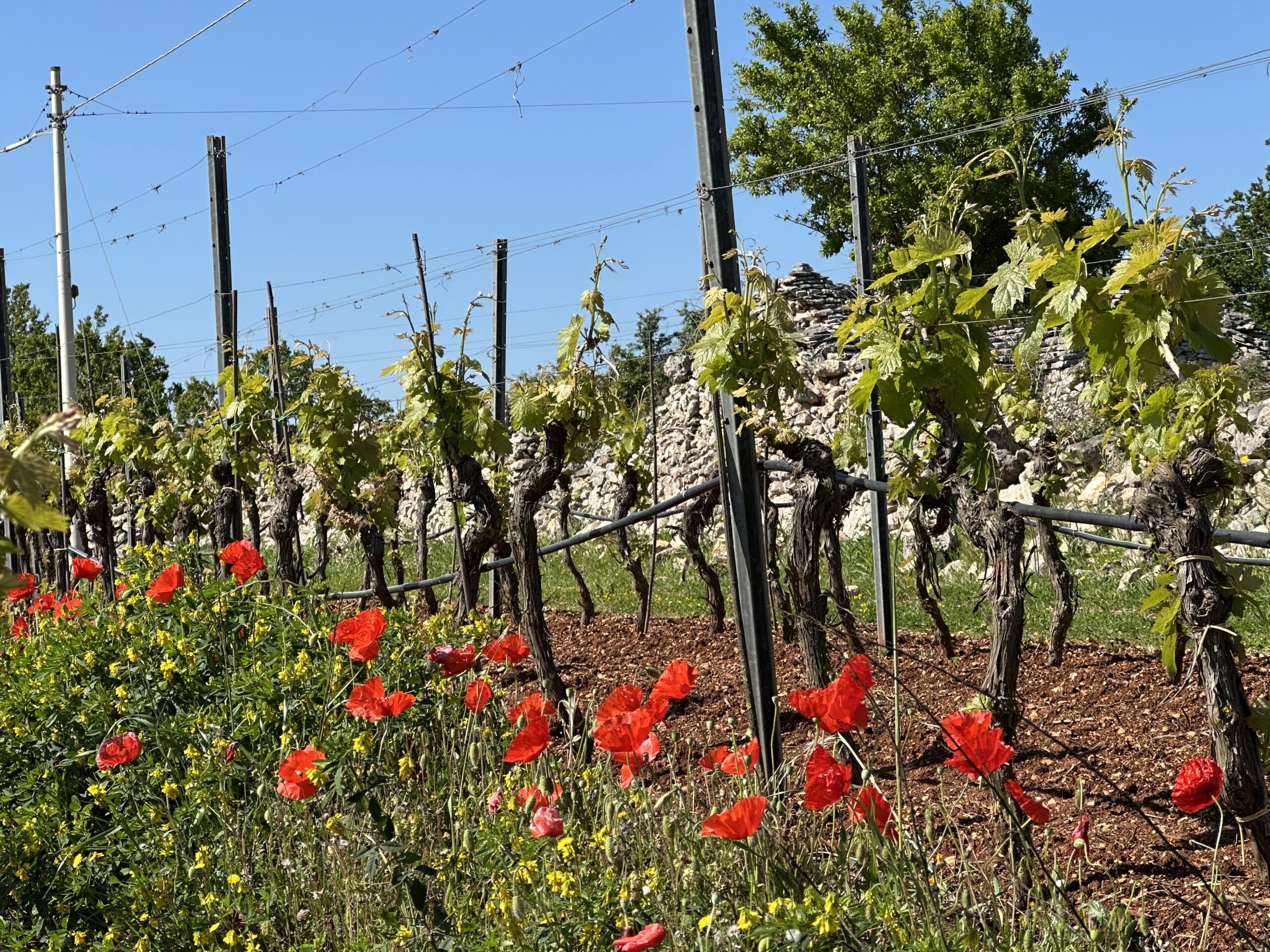 grape vines at I Pastini wine estate